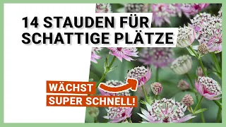 14 Stauden für schattige Plätze im Garten