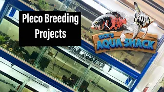 Pleco Breeding Projects (Fishroom Tour)