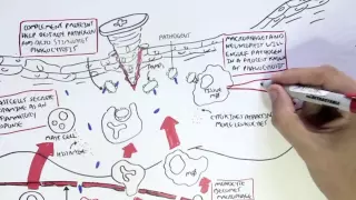 Immunology Map IV - Innate Immune response I