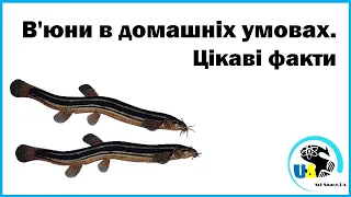 В'юни в домашніх умовах. Цікаві факти | Misgurnus fossilis