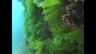 © Водоросли Чёрного моря. Ульва (Ulva lactuca) - 06 // Algae Black Sea