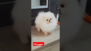 cute pomeranian | dog status video |tiktok | chintu tv | #shorts#statusvideo#latestviralvideo😍