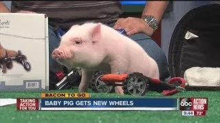 Chris P. Bacon on ABC Action News