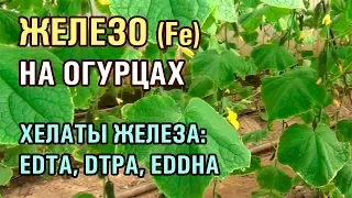 ЖЕЛЕЗО НА ОГУРЦАХ - ХЕЛАТЫ ЖЕЛЕЗА EDTA, DTPA, EDDHA (28-01-2019)