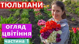 ЦВІТІННЯ ТЮЛЬПАНІВ 🌷 НА НАШІЙ ГРЯДЦІ 👍 ЧАСТИНА 1