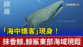 「海中嬌客」現身！ 抹香鯨、鯨鯊東部海域現蹤