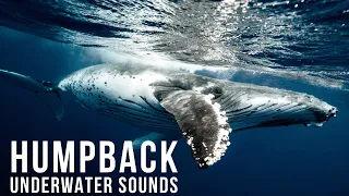 Humpback whales underwater real sounds. Song of Whales. Deep ocean| ASMR ambience