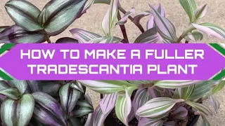 How to get a fuller Tradescantia Plant - Propagation - Zebrina & Nanouk