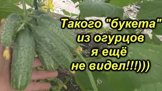 Эти огурцы действительно ОЧЕНЬ урожайные!!!