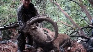 The best bezoar ibex hunting with Steve James Sadowski & Recep Ecer Yaban Keçisi Avı