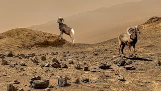 Perseverance Rover Released Mars Planet Real Video: Sol 872 | Mars 4k Footages | Mangal Grah |