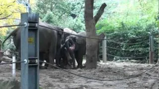 Amazing Elephant Rescue