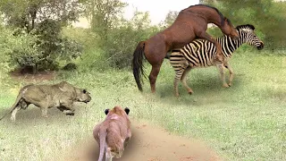 Poor Wild Horse and Zebra! Leopards and Lion King Hunt Wild Horses In Their Territory