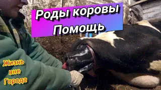 ОТЁЛ Коровы / принимаем РОДЫ  /  Теленок застрял, Помощь при Отеле