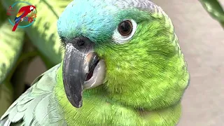 #parrot Beak: To Trim Or Not? #parrot_bliss