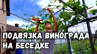 Подвязка винограда на беседке