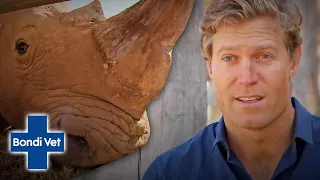 Dr Chris Brown Helps A Rhino With A Sore Foot | Bondi Vet