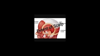 Scalp extent, Medical Hogwarts