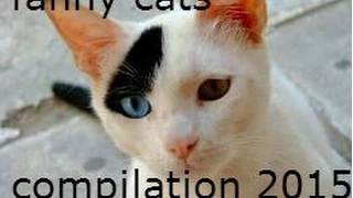 Fanny cats compilation 2015 [part 2]