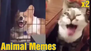 Animal Memes #2 | Best Meme Compilation | BEST COUB 2020/August