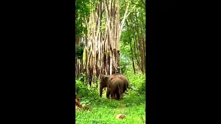 Amazing Elephant in Jungle | Kaavan will in jungle soon