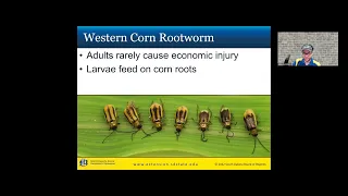 2022 Crop Hour – Corn Insects and Diseases