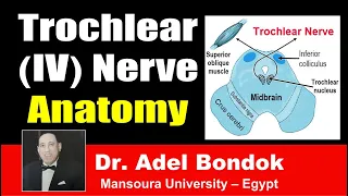 Trochlear (IV) Nerve Clinical Anatomy, Dr Adel Bondok