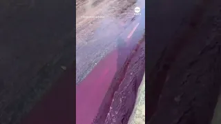 Rivers of red wine flow through streets of Portuguese town | ABC News