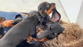Mother’s life with dachshund puppies.