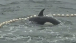 Killer Whale Captures in Russia. Would Putin Save Orcas?
