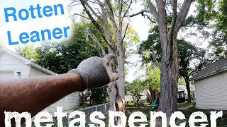 Rotten Leaner, Solo Maple Tree Removal