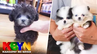 KBYN: Paano malalaman kung teacup-sized ang isang aso?