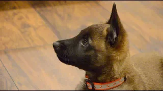 Belgian Malinois—Mishka—7 weeks old "Playtime"