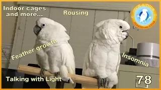 Indoor Parrot Sleeping Cage Setup | Ep.78: Basic Bird Care | Cockatude: Cockatoos with Attitude