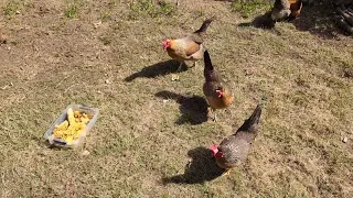 Springtime treat: Drone comb!