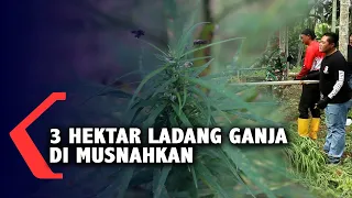 Polda Banten Musnahkan 3 Hektar Ladang Ganja di Aceh Utara