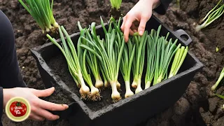 You will share onion with neighbors and it will take up a meter of space #gardening