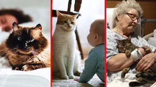 Top 10 Most Loyal Cat Breeds