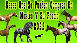 Precios Y Razas De Caballos En México (2022)🐴-Del Cerro Soy