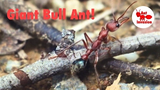 Giant Bull Ant! (Myrmecia Brevinoda)