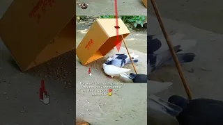 Easy Bird Trap That Work 100%💞 Pigeon trap #shorts #youtubeshorts #ytshorts