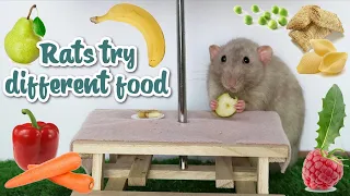 Cute rats trying different foods