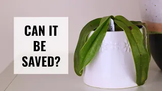 How to Save a Dehydrated and Stressed Orchid - Signs and Solutions to Bring Your Orchid Back to Life