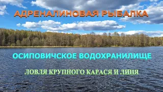 КРУПНЫЙ КАРАСЬ И ЛИНЬ клевали что дурные | Осиповичское водохранилище 2023 | Рыбалка в Беларуси