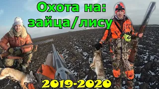 Отличная охота на зайца /лису 2019-2020. ВЗЯЛИ ПАРОЧКУ ТРОФЕЕВ Полювання на лиса/зайця. Fox hunting