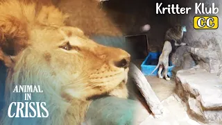 Spent 7 Years In A Small Cage... The Lion Finally ESCAPES! l Animal in Crisis Ep 389