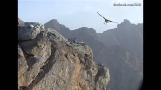 الصقور والنسور في جبال الرستاق   Falcons and vultures in the mountains of Rustaq