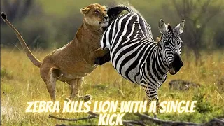 Zebra Kicks Lion and warthog  to death in love epic wildlife video