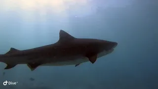 Fuvahmulah Tiger Shark Maldives Feb 2020