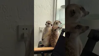 Meerkat too drowsy to stand and falling off table